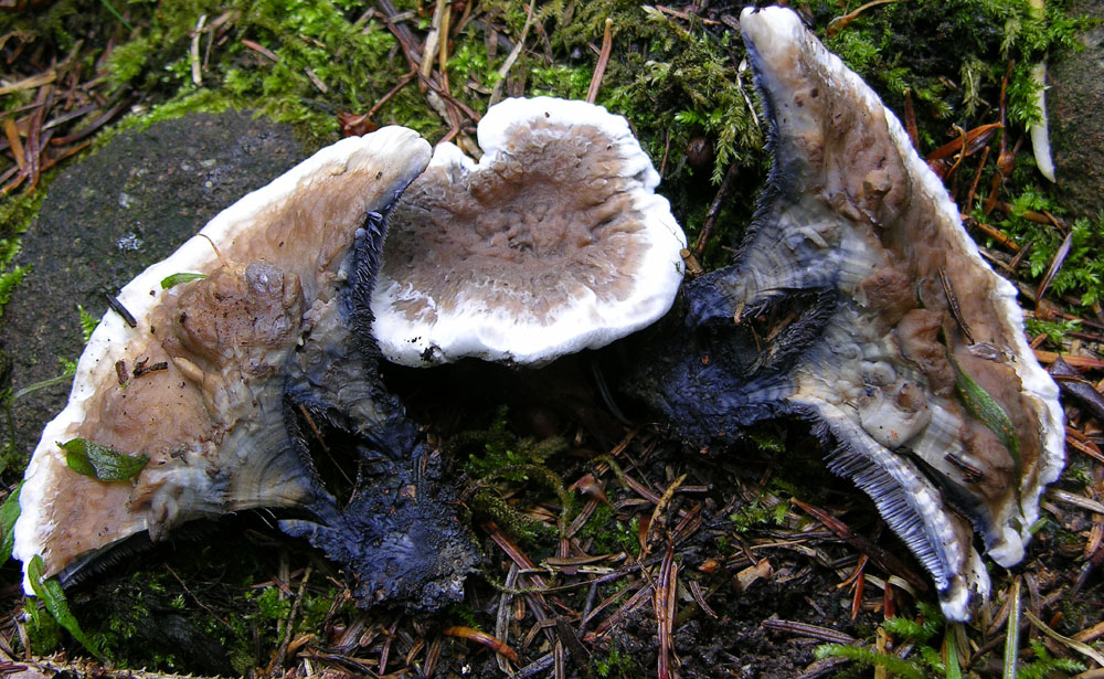 Piove domani si va a funghi.....